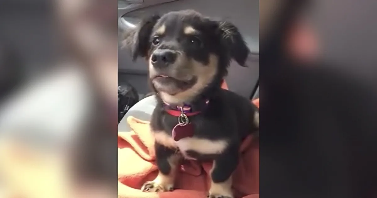 A happy black and tan dog wearing a red collar sits in a car, looking content.