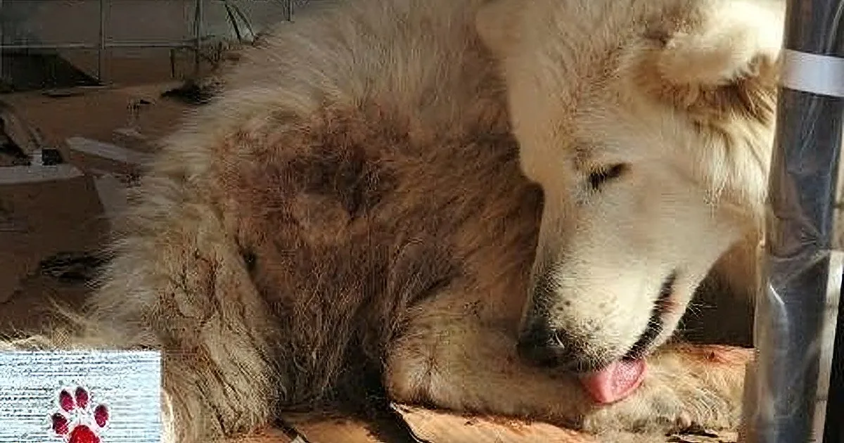 Paralyzed Stray Overlooked for Seven Years Until Someone Saw Her Beauty