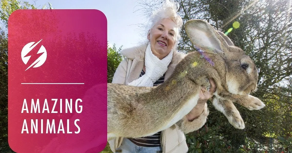 Is a Four Foot Giant Bunny Cute... or Terrifying?!?
