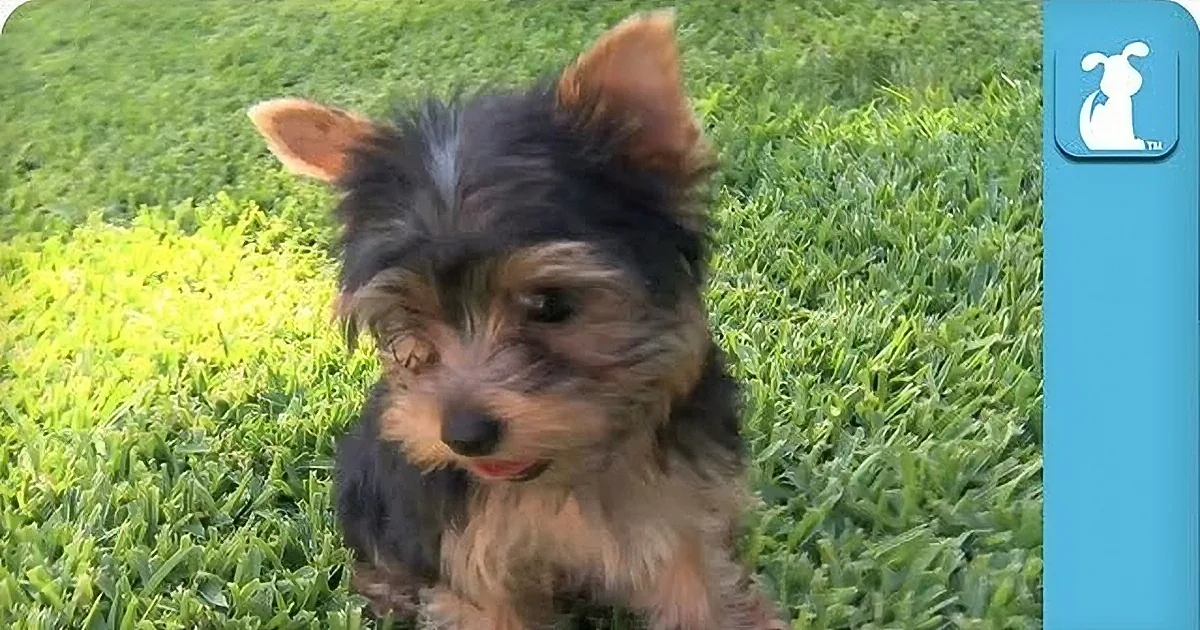 This Group of Yorkie Pups Has Never Been on Grass... Until Now!