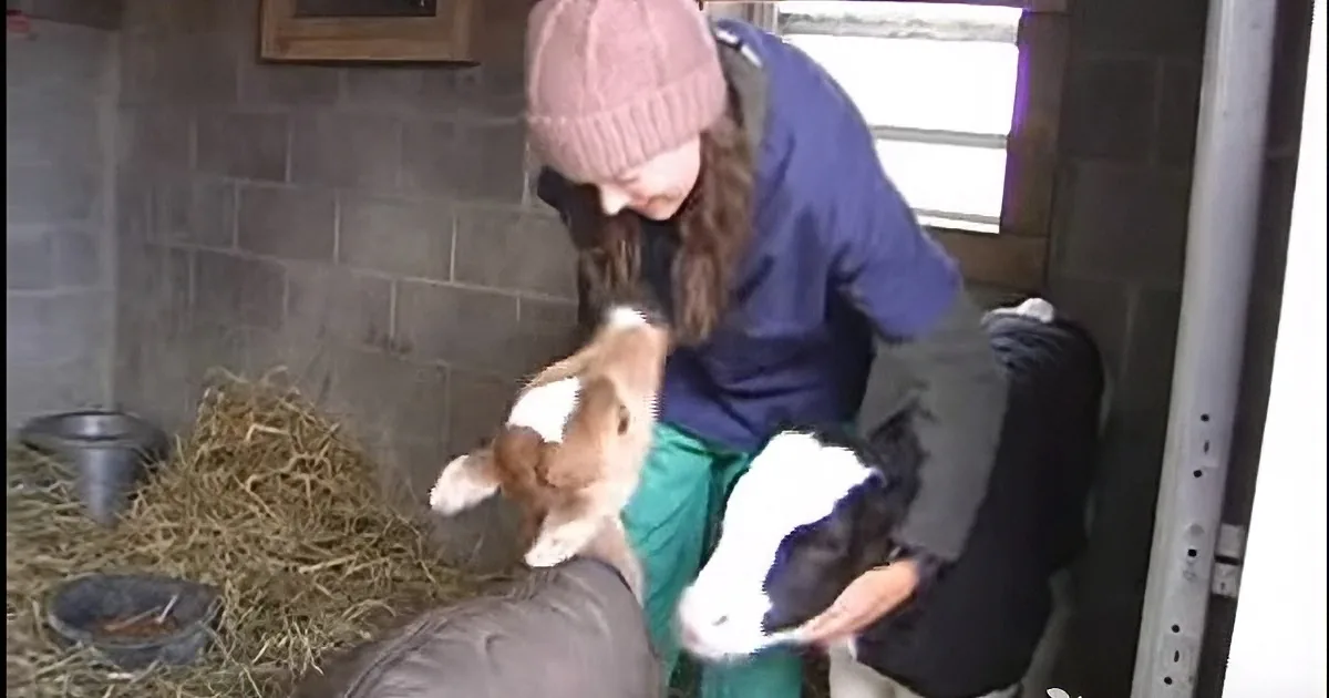 Three Calves Rescued - One Is Full of Energy