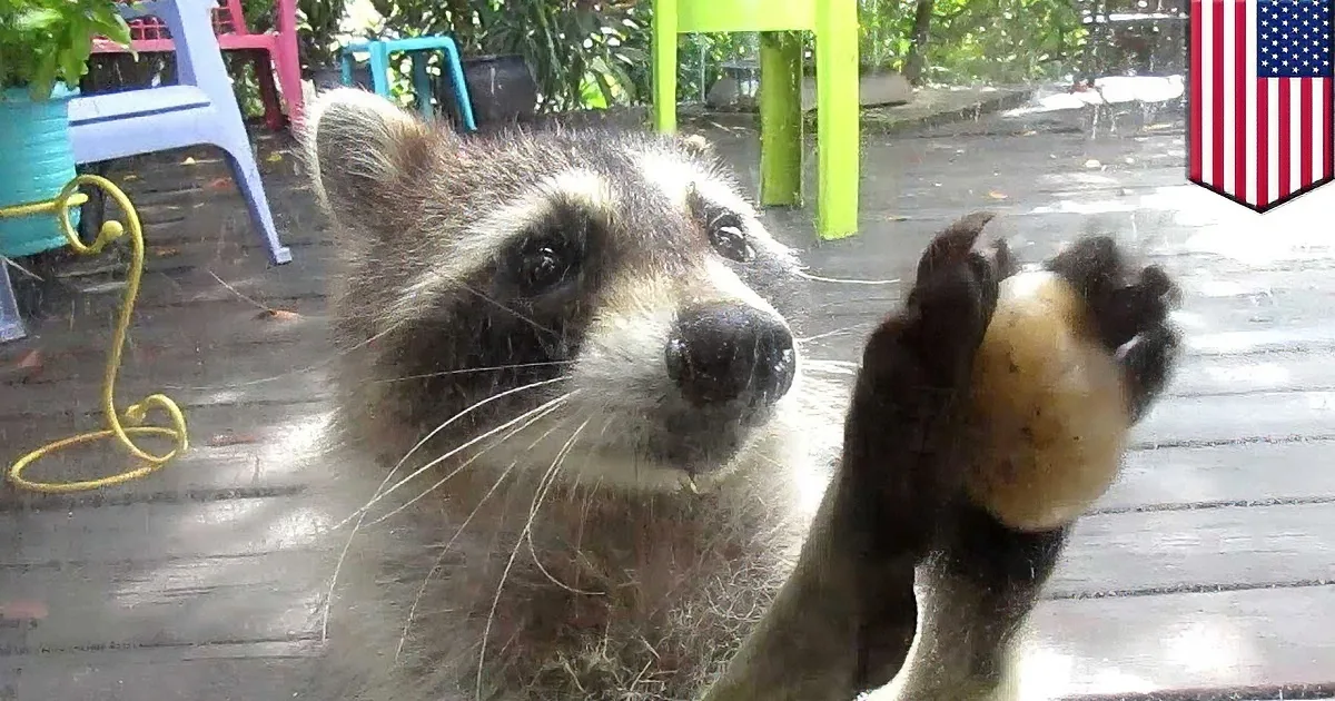 Mama Raccoon Knocks Everyday to Get Cat Food for Her Babies