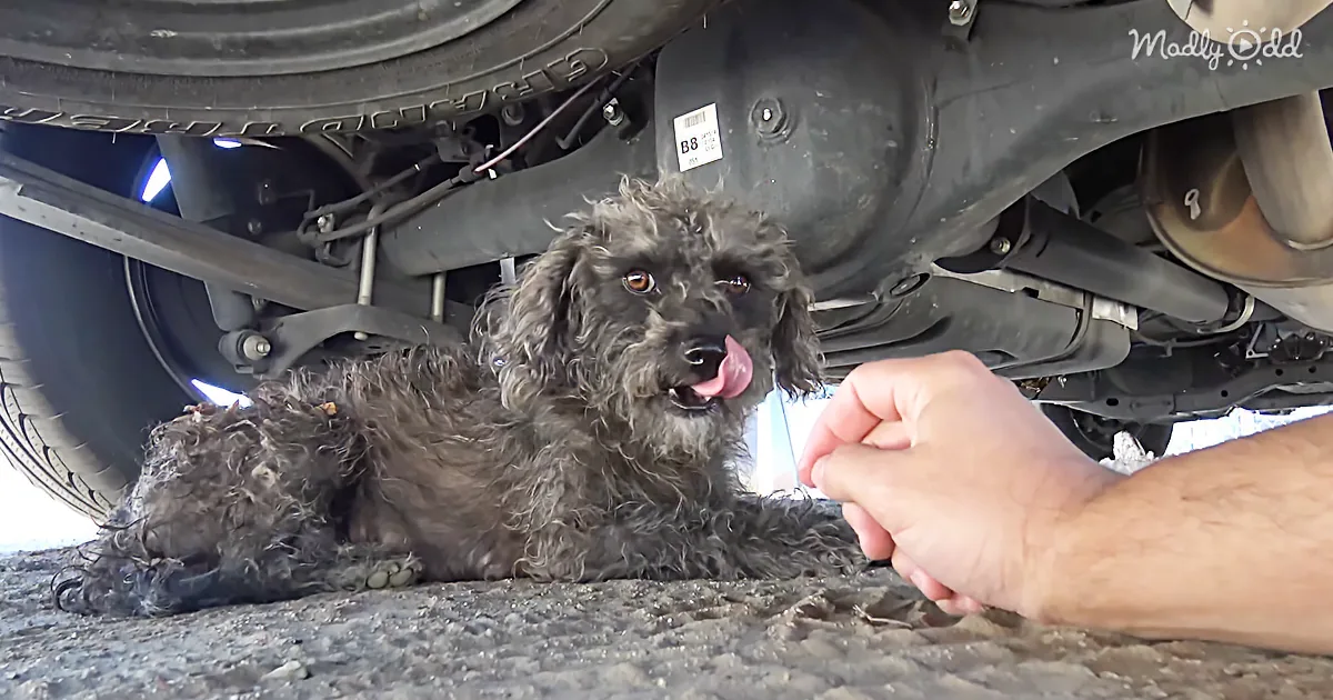 Hope for Paws Has Another Beautiful Rescue, but This One Comes With a Bonus