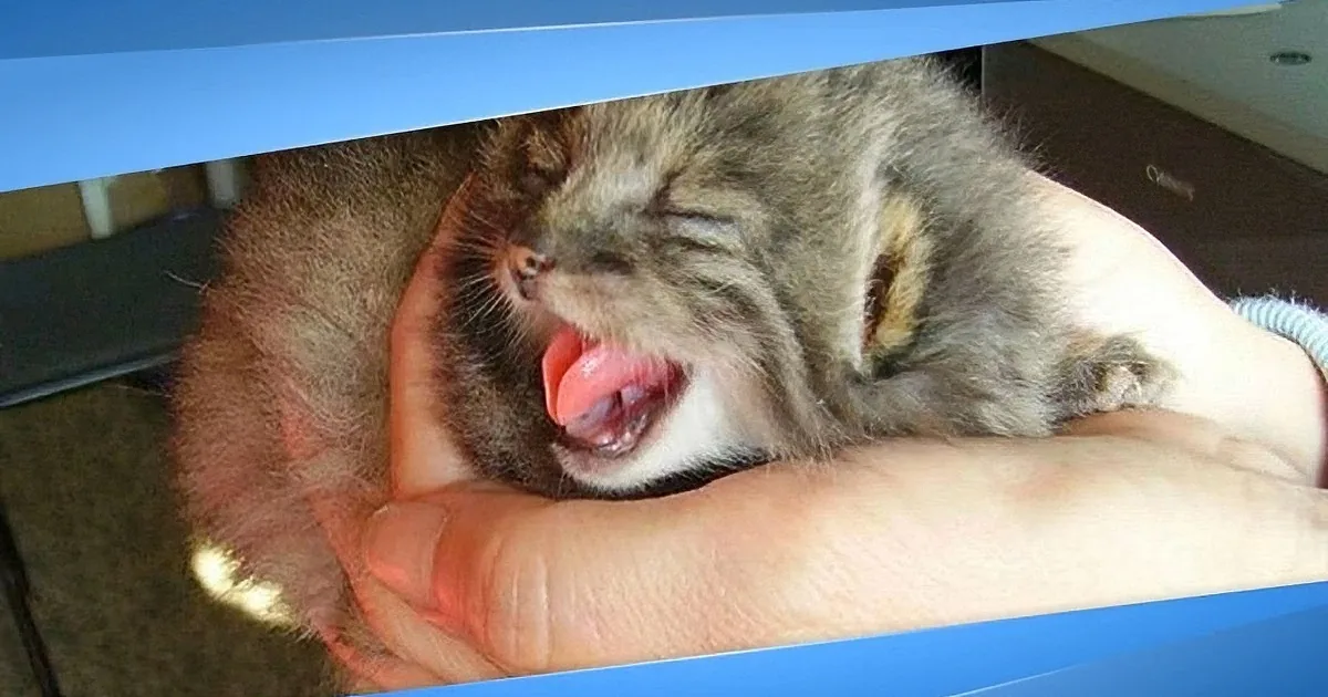 A person gently holds a small, relaxed kitten with its eyes closed and tongue out.