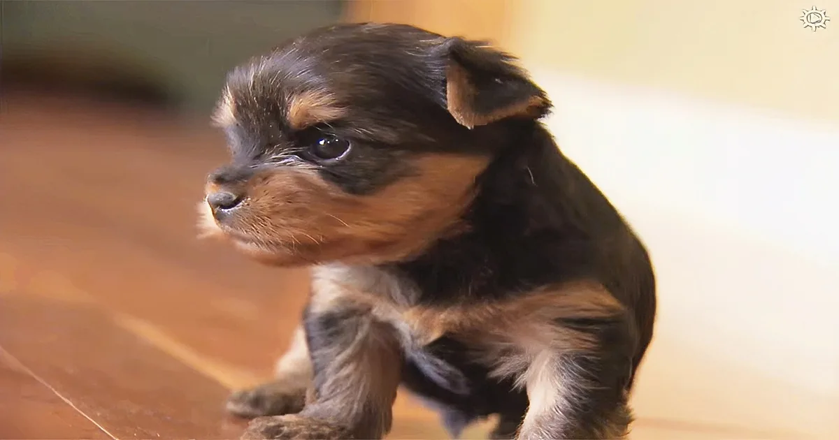 What These Little Yorkie Puppies Do to Defend Their Home From Intruders Will Make You Smile