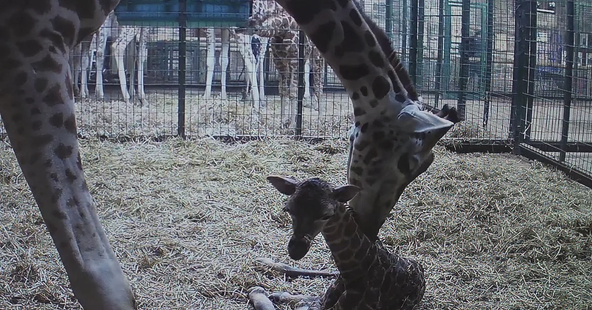 Meet the Uk''s Newest Five Foot Baby Giraffe