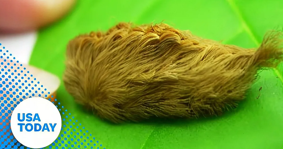 She Nearly Touched This Creature Until She Found out What It Really Was...