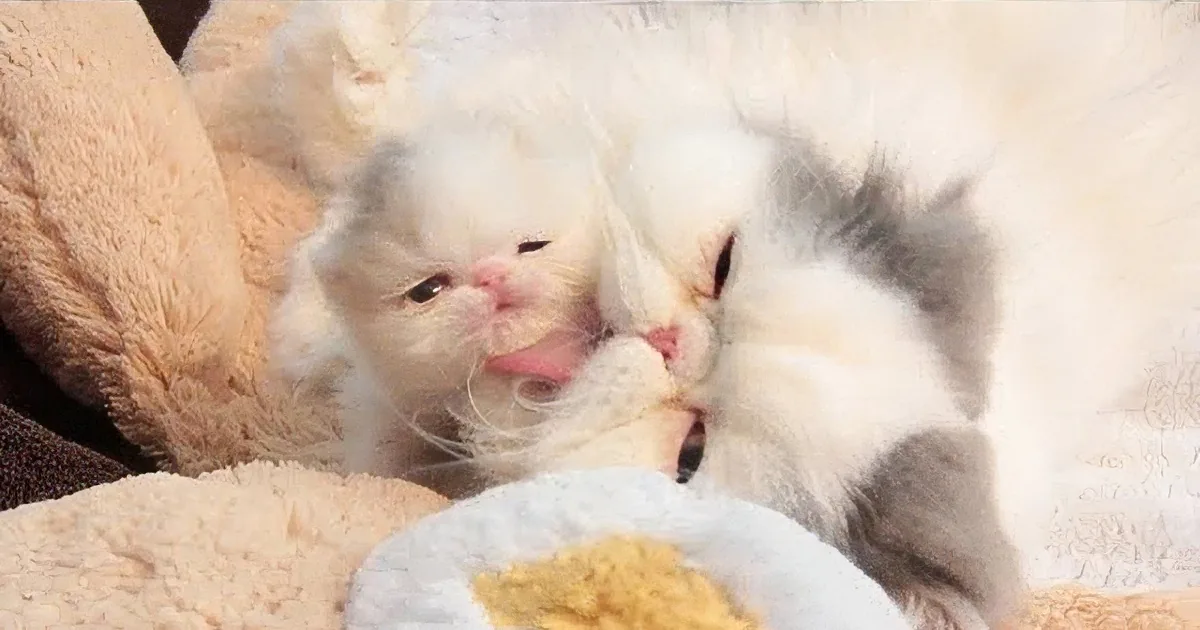 3-Week-Old ''Marshmallow'' May Be the Cutest Kitten We''ve Ever Seen