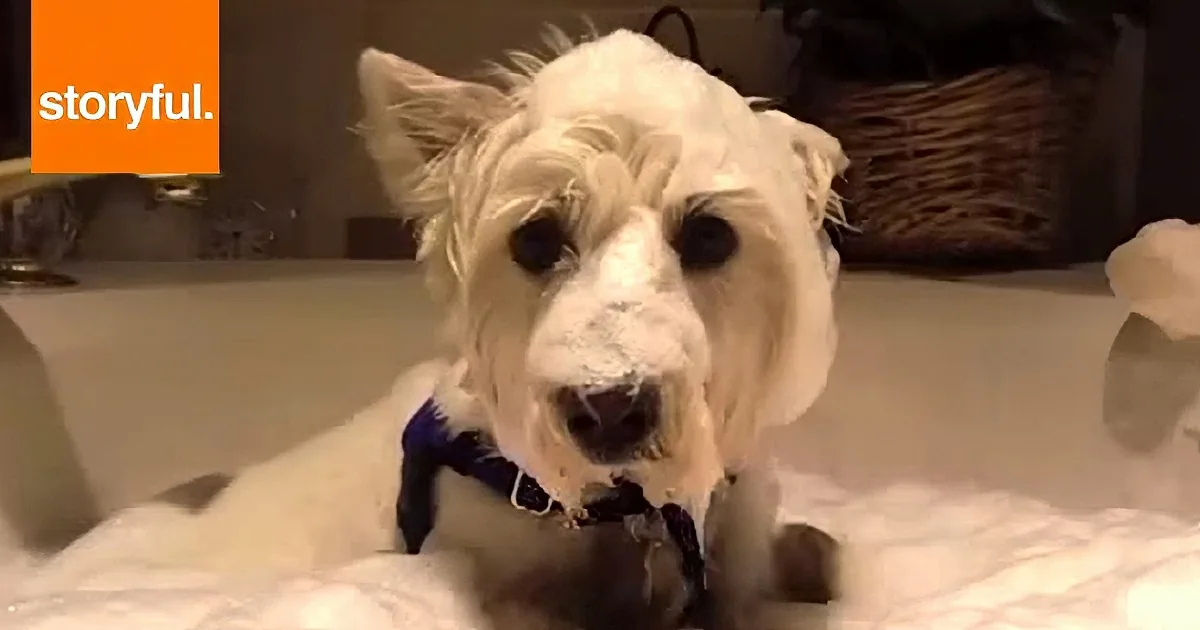 A small white dog with a blue toy in its mouth sits on a bed, looking slightly guilty.