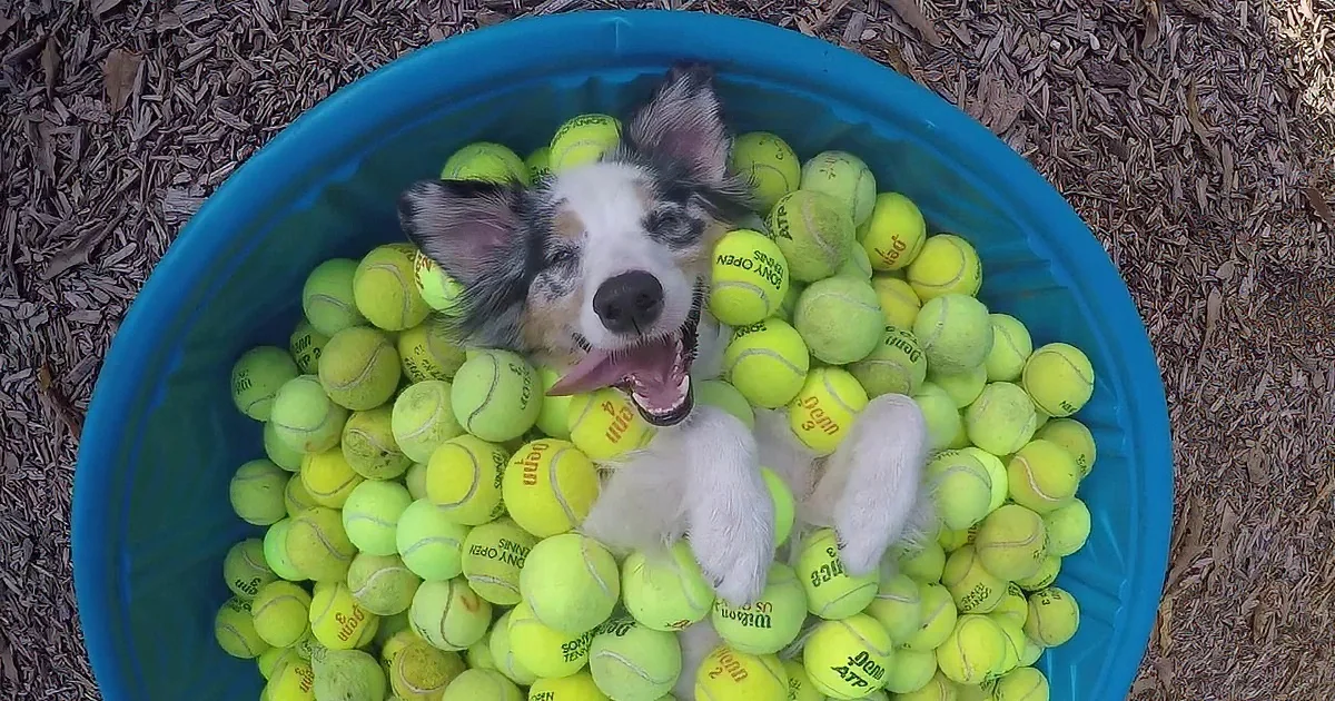 Your Happy Space May Be Your Couch but for This Fella, Well He Prefers This...