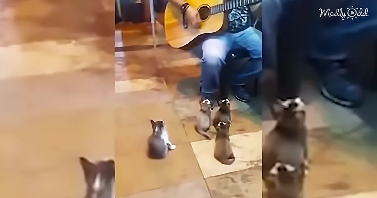Street Performer Guitarist Performs for a Rather Unusual but Attentive Audience