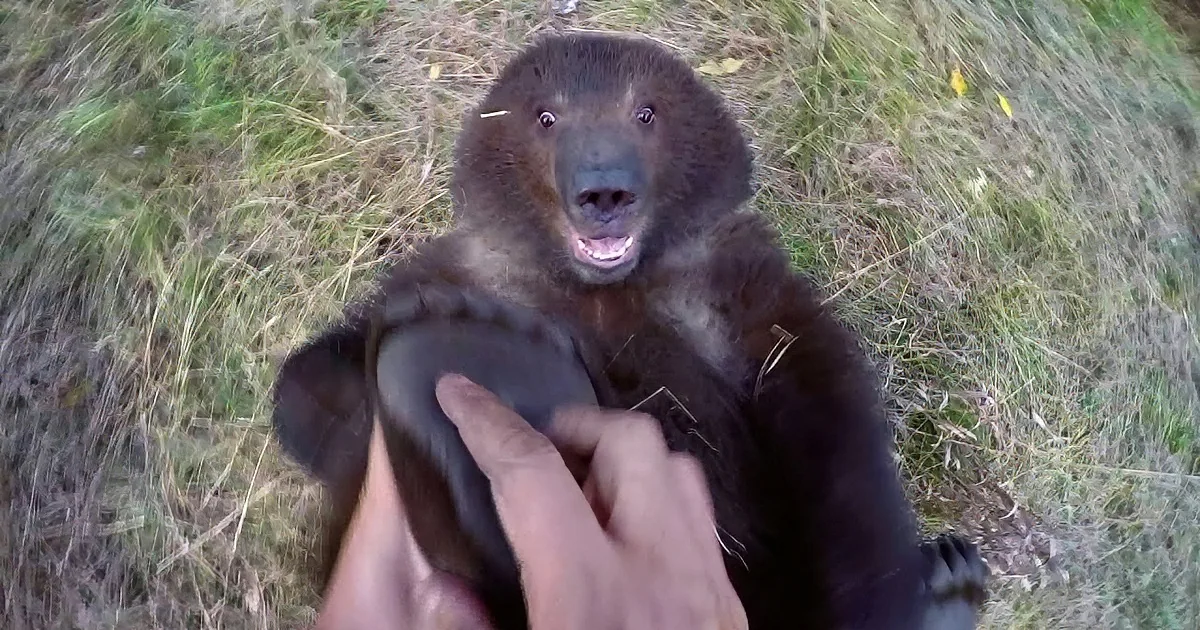 A bear cub is being held up by a person's hands, with its mouth open and looking up.