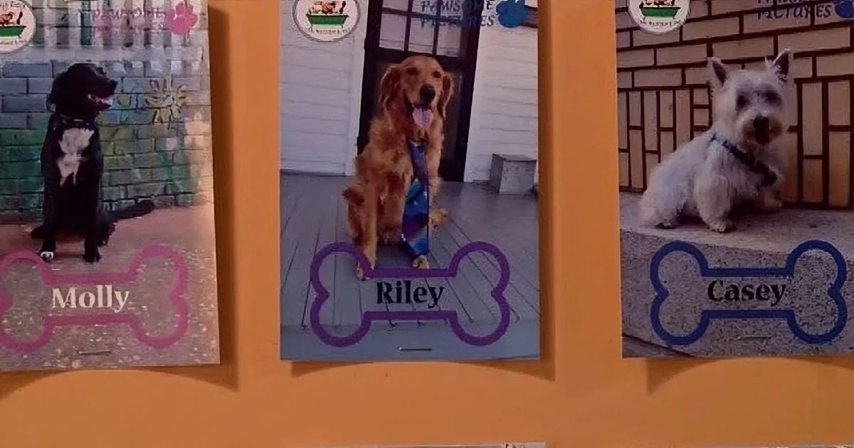 Three dog-themed posters with names Molly, Riley, and Casey, each featuring a different dog breed.