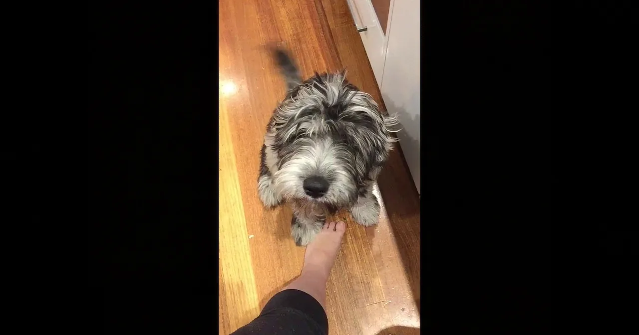 A small, fluffy dog with a black and white coat is lying on a wooden floor, looking up at a person's hand.