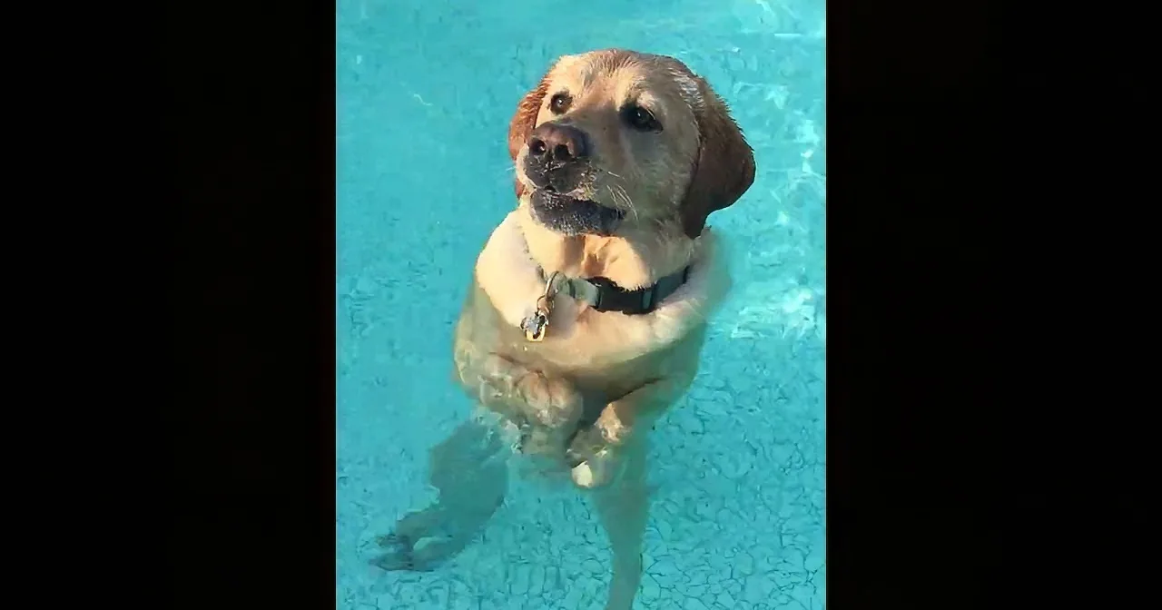 Pup Realizes Something After Putting in Lots of Effort, His Expression Shows It All!