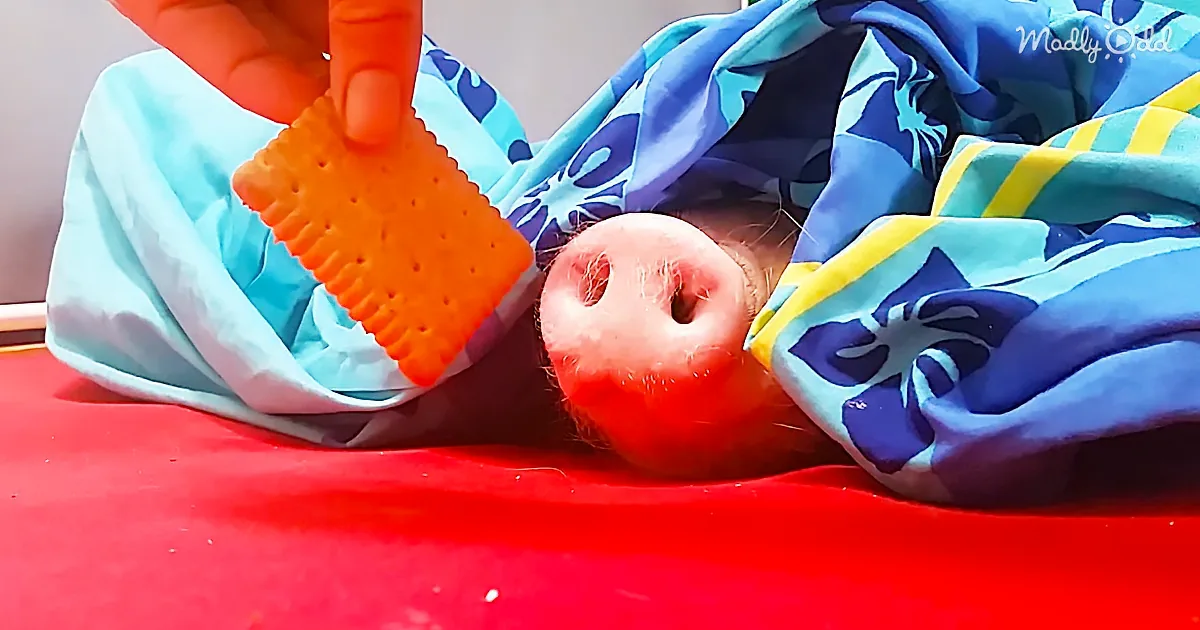 A pig's snout is wrapped in a colorful blanket, with a hand holding an orange object near it.