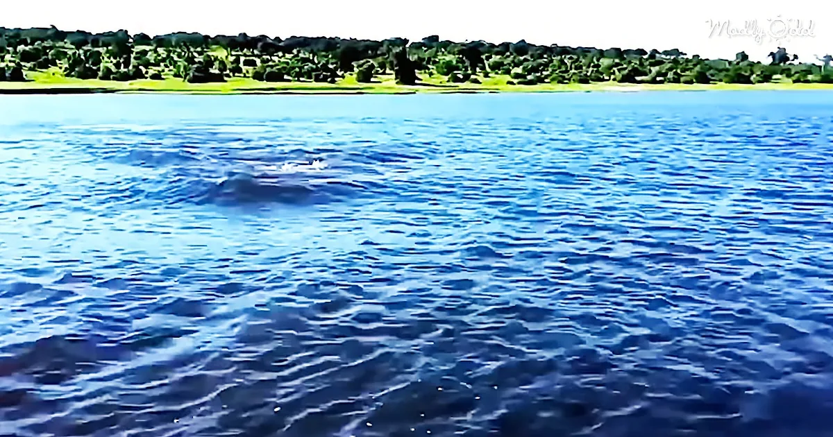 Terrifying 4-Legged Monster Comes Racing out of the Water Chasing a Boat