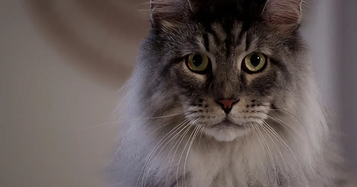 This Litter Box Commercial Is the Most Hilarious Ad You''ll Ever Watch!
