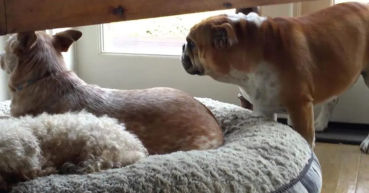 A small, fluffy dog and a larger, brown dog face each other, seemingly interacting on a cozy pet bed.