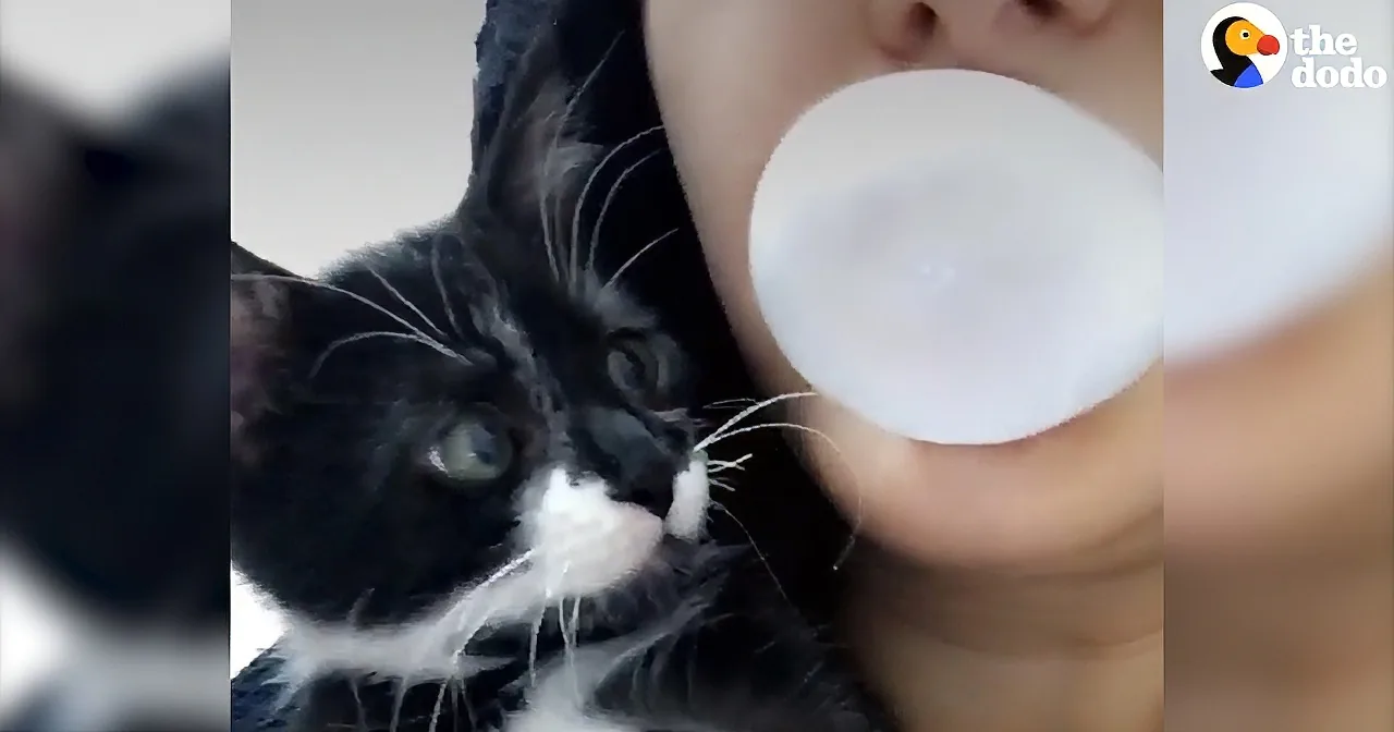 Kitty Is Mesmerized by Owner Blowing a Bubble. What He Does Next Is Hilarious!