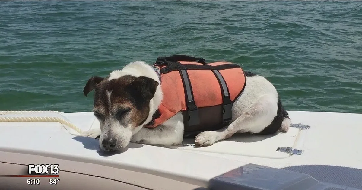 A dog wearing an orange life vest rests on a boat, with water in the background.