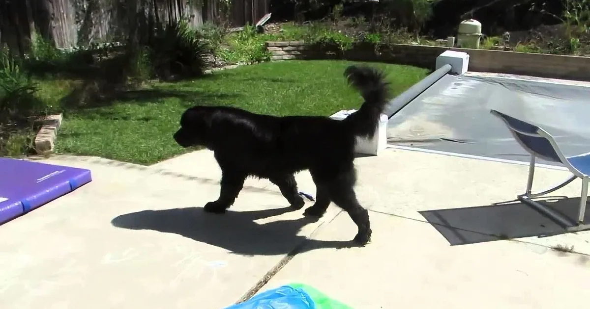A black dog with a fluffy tail walks near a poolside, casting a shadow on the concrete.