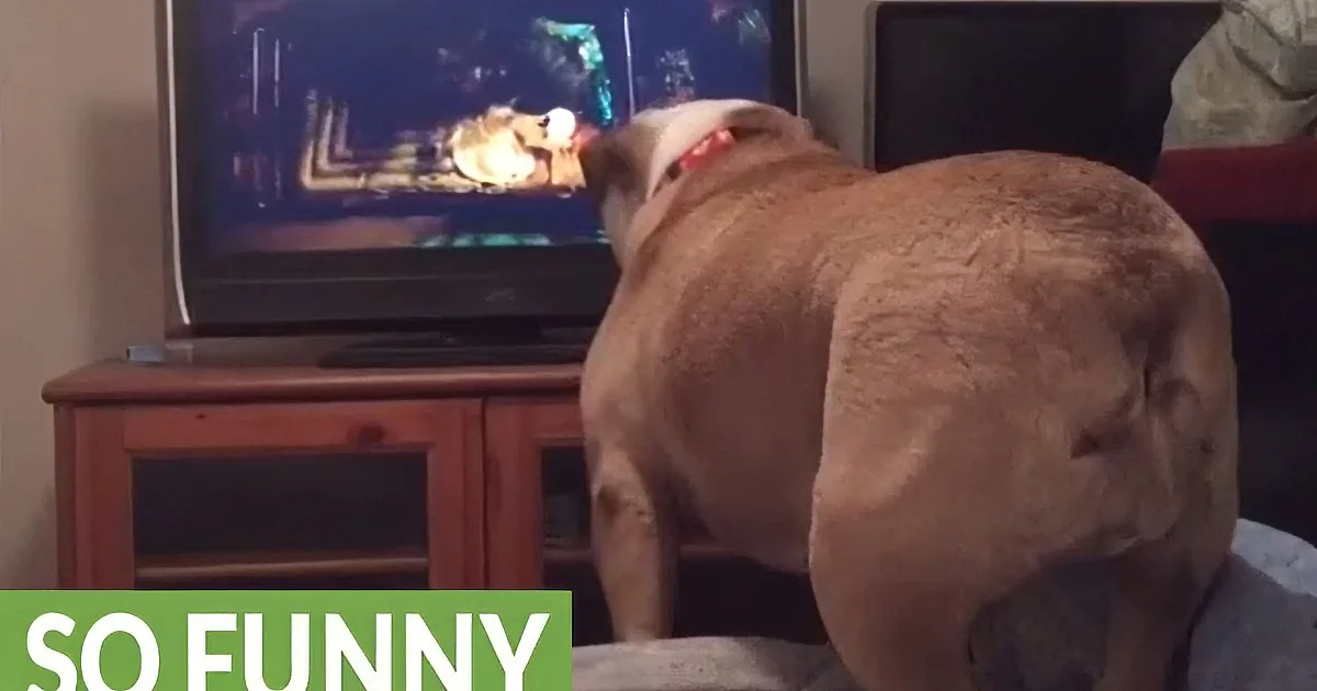 Bulldog Watches Scary Movie With Family - Her Response to a Frightening Scene Is Hilarious