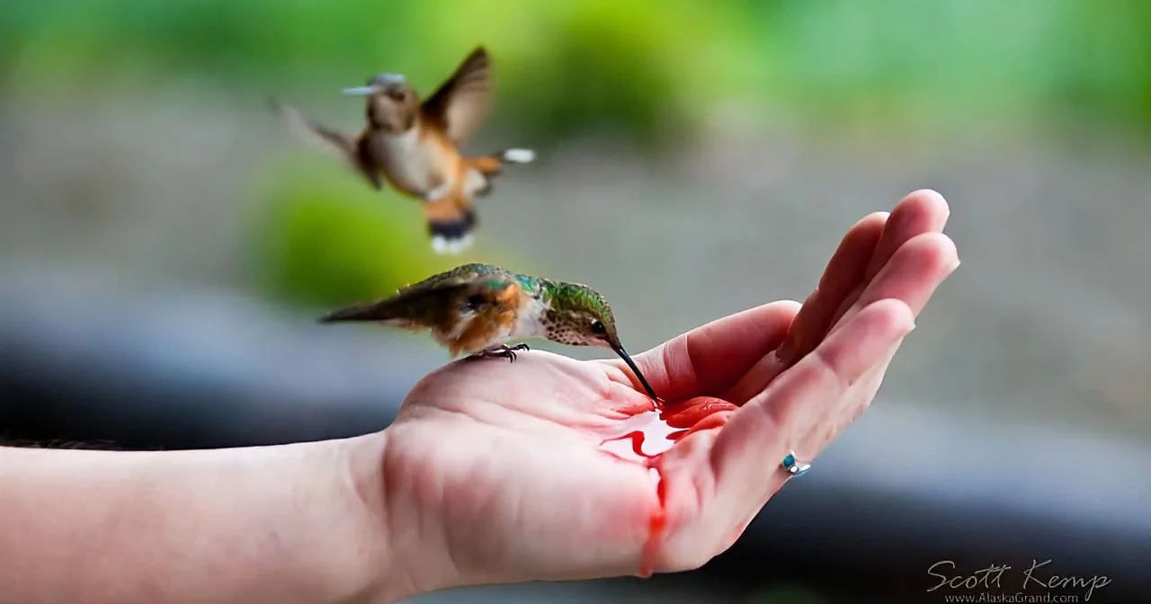A person's hands offer nectar to a hummingbird, with another bird in flight nearby.
