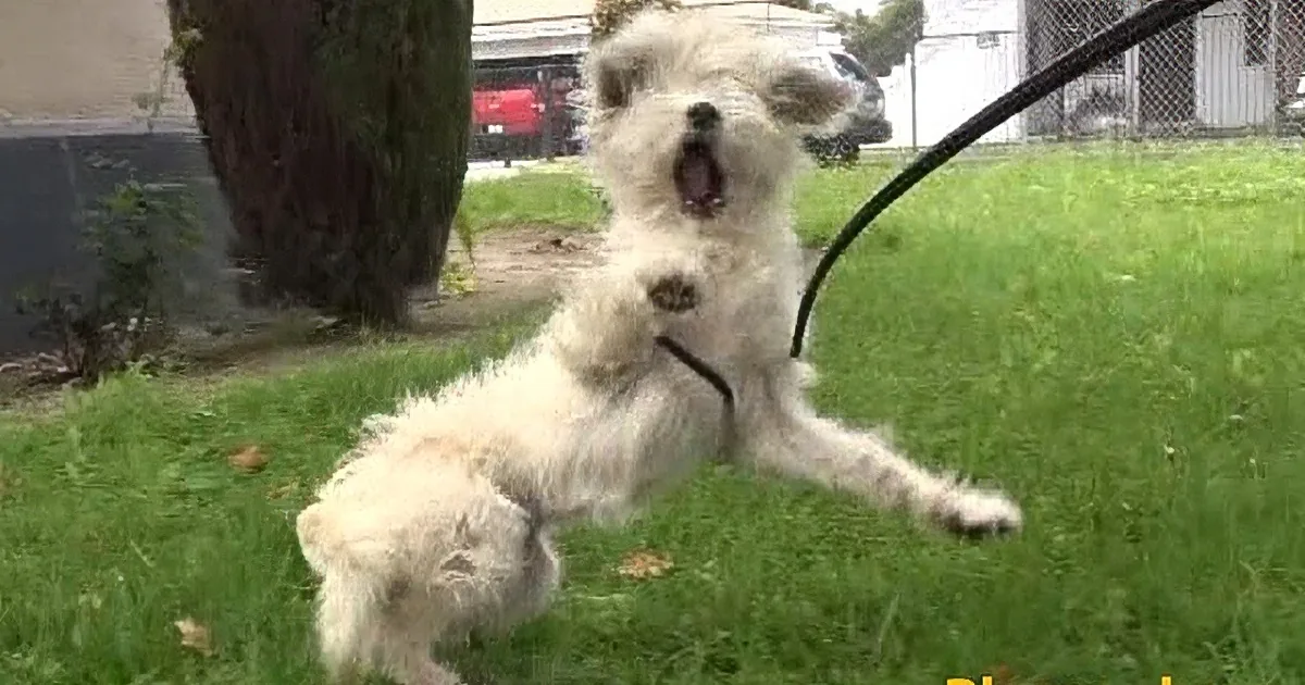 A white, scruffy dog with an open mouth and a black leash is lying on a grassy area.