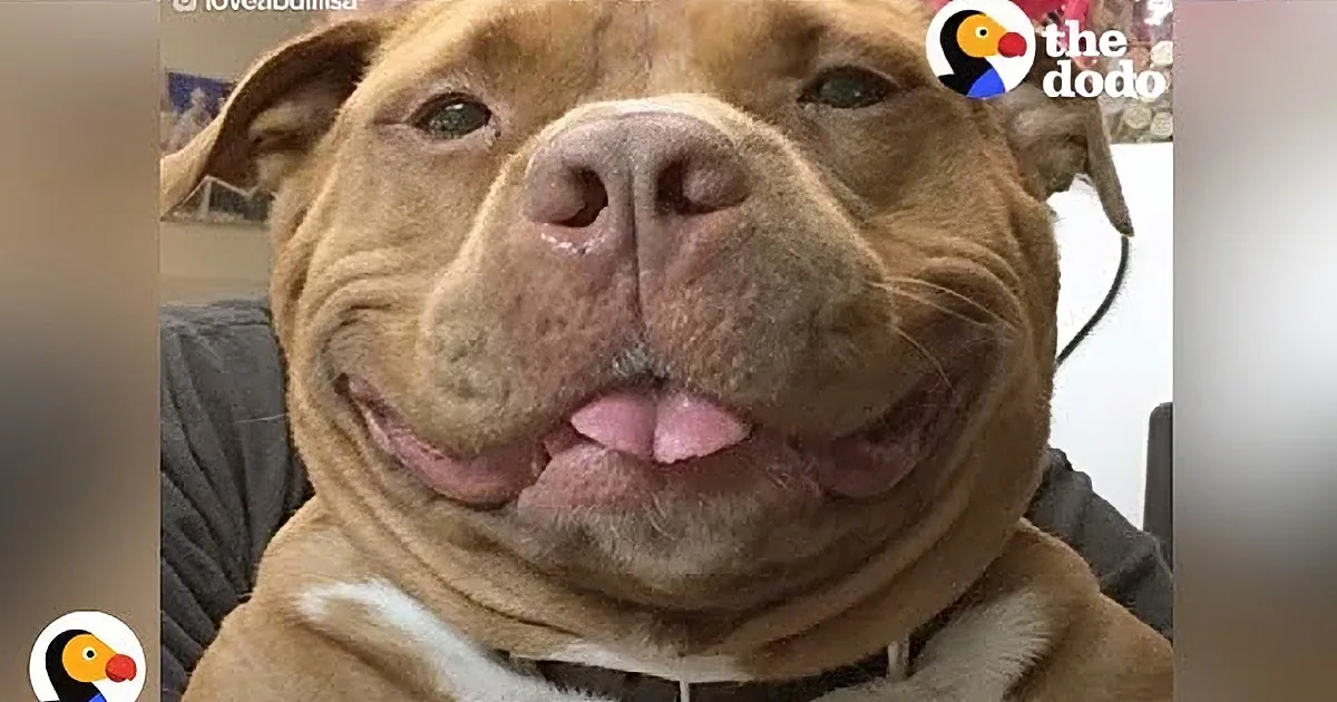 This Dog Is Changing Stereotype of Pit Bulls Being Vicious Animals. What He Does Is Adorable!