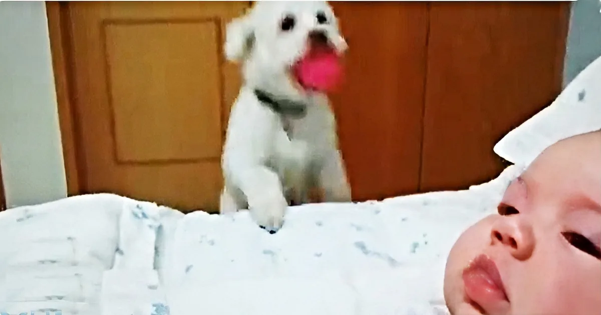 This Adorable Puppy Is Obsessed With This Baby, Does Something That Makes His Human Laugh!