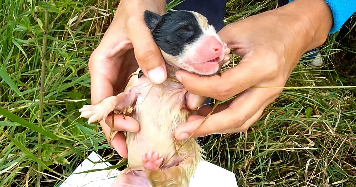 Rescuers Thought Mama Dog Had Abandoned Puppies but Were Shocked When They Saw This!