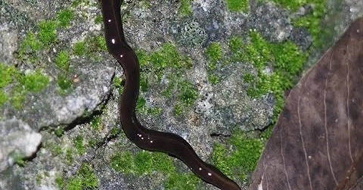 A dark, slender worm-like creature slithers over moss-covered rocks, partially obscured by a leaf.