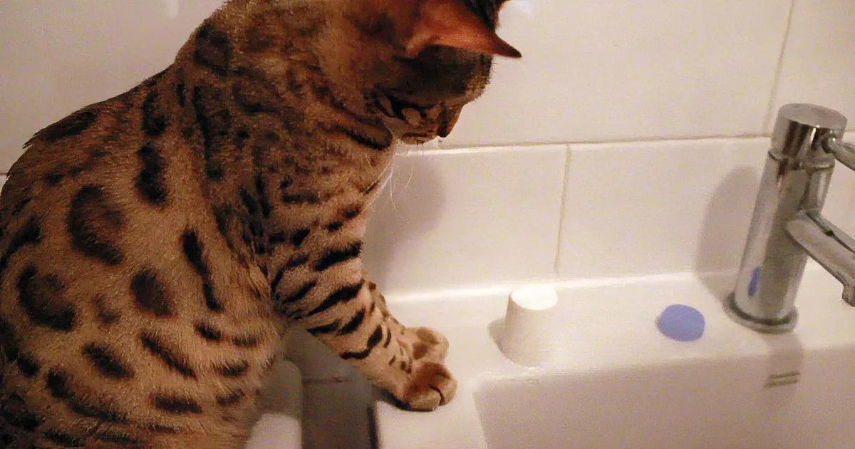 A Bengal cat stands on a bathroom sink, looking down at the water.