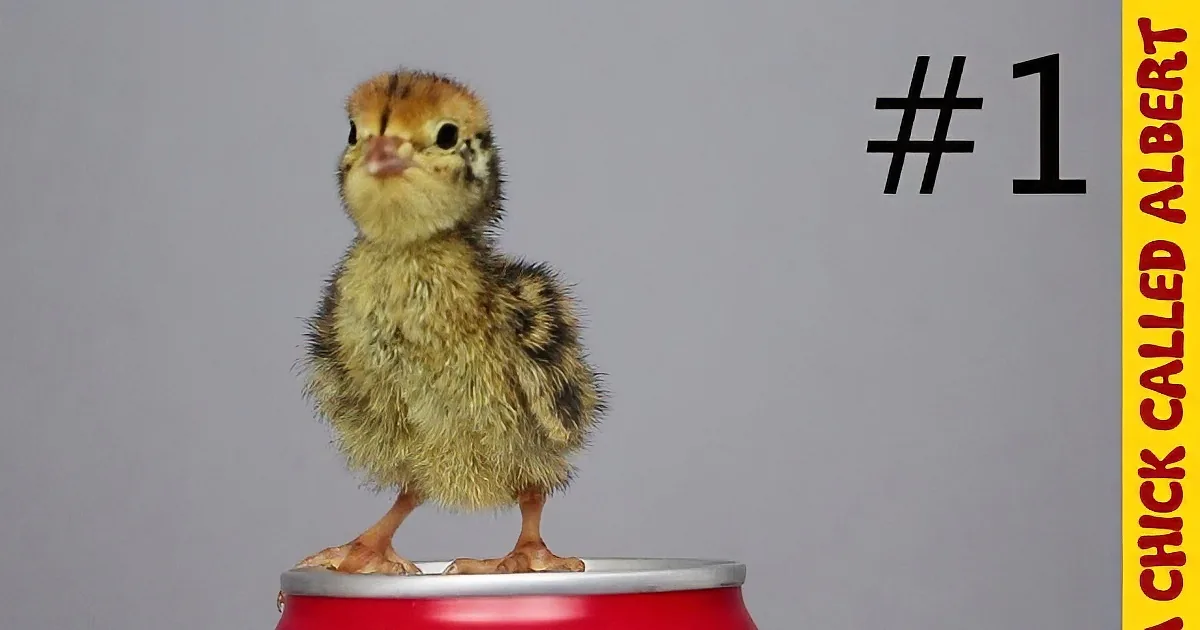 Man Incubates Egg From Store, You''ll Be Stunned at What Creature Actually Hatched!