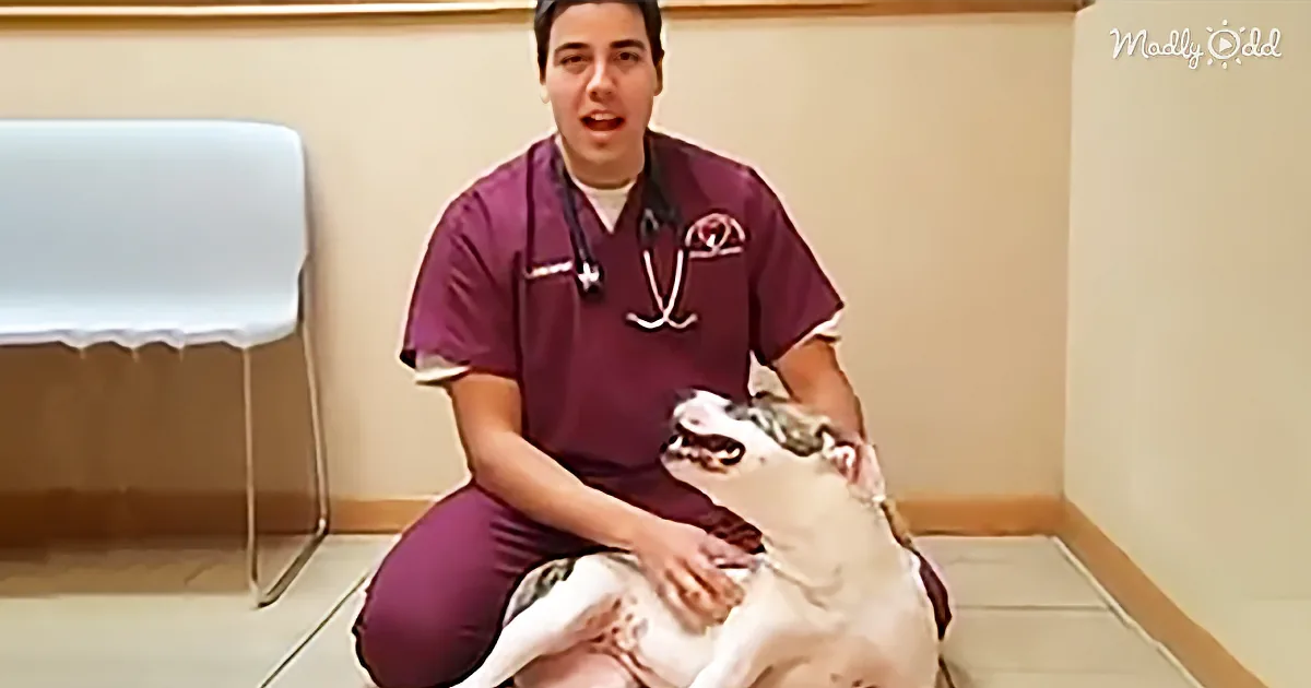 Ever Wondered What You Would Do if You Found Your Pet Choking? Here''s How to Save Them Quickly!