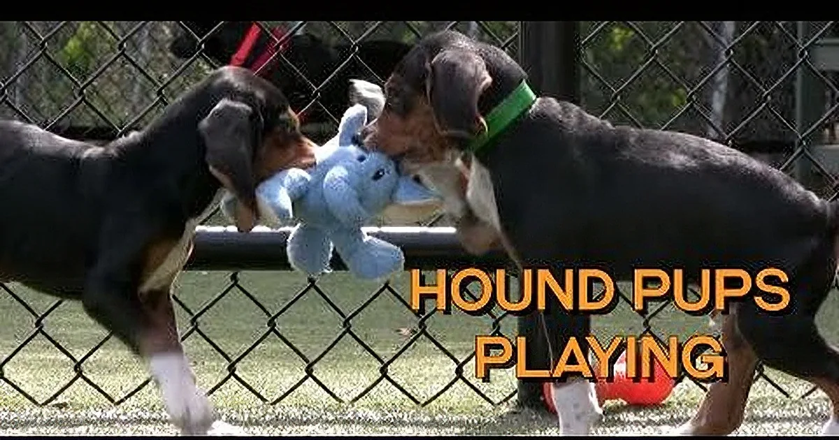 Two black and tan hound dogs playfully interact with a blue stuffed toy, surrounded by a chain-link fence.