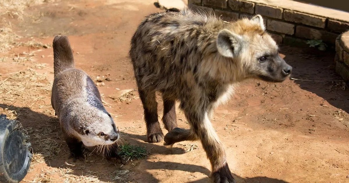 A hyena walks on a dirt path, sniffing the ground near a partially visible animal.