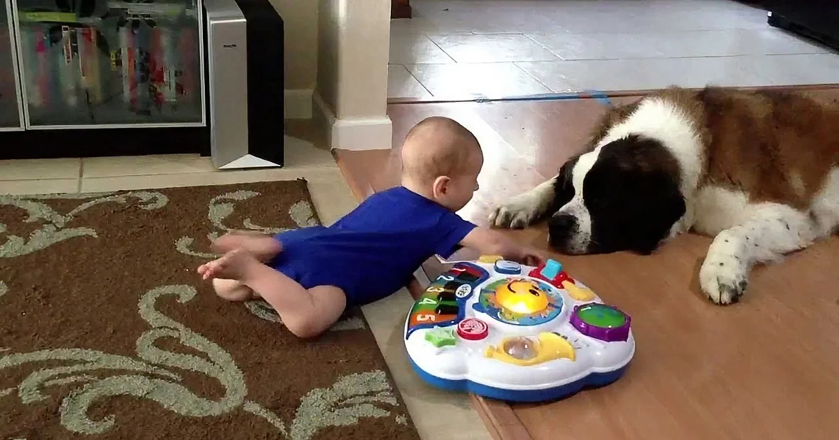 A baby in a blue shirt lies on a brown rug, reaching for a colorful toy, while a large dog lies nearby on a wooden floor.