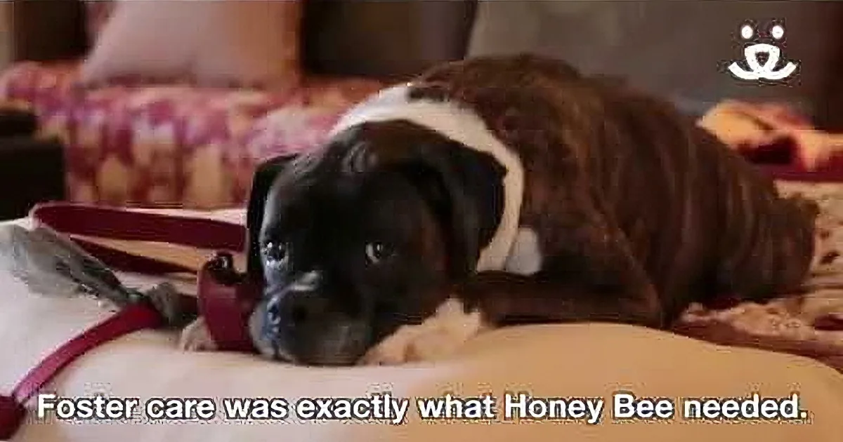 A brindle Boxer dog sits on a couch in a cozy living room with a potted plant and a lamp in the background.