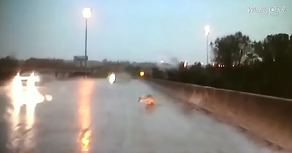 In a Severe Storm These Officers Stopped to Save a Deer That Had Become Stuck in a Drain
