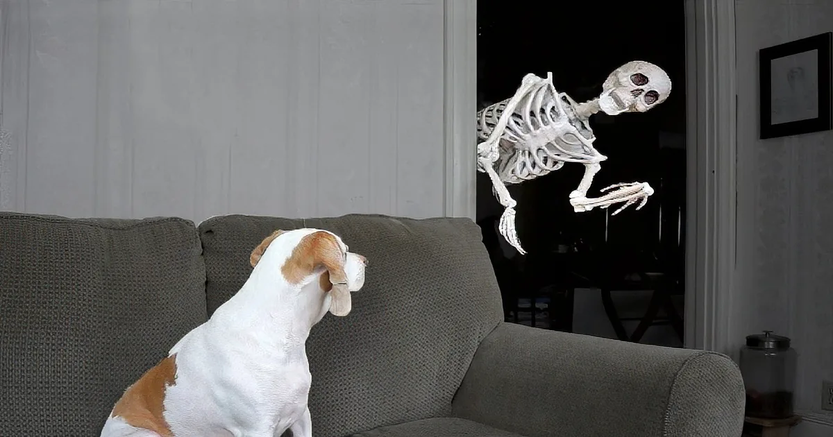 A dog sits on a couch, seemingly startled by a skeleton in the doorway.