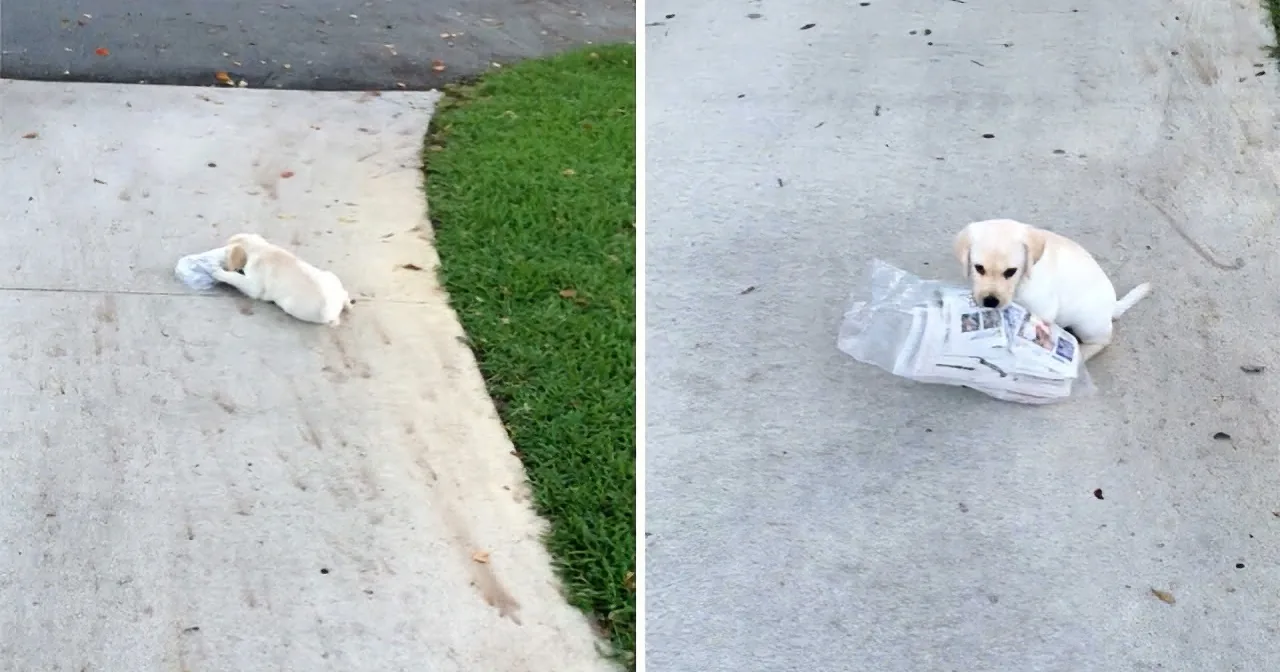 A small white puppy is lying on a concrete surface, chewing on a plastic bag.