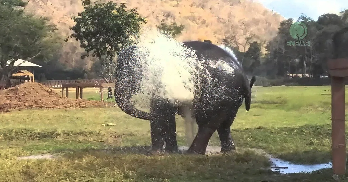 The Elephant Breaks What and Does What After That? Hilarious Stuff!