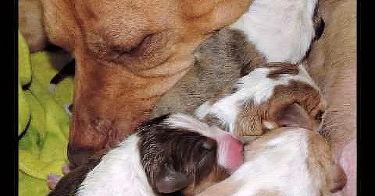 A dog is gently nuzzling and licking a newborn puppy, showing affection and care.