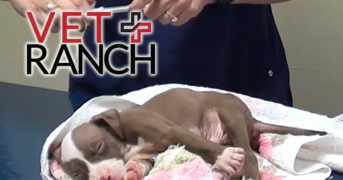 Veterinarian Gets Puppy That Is Suffering Seizures. Her Route to Diagnosis Is so Fascinating!