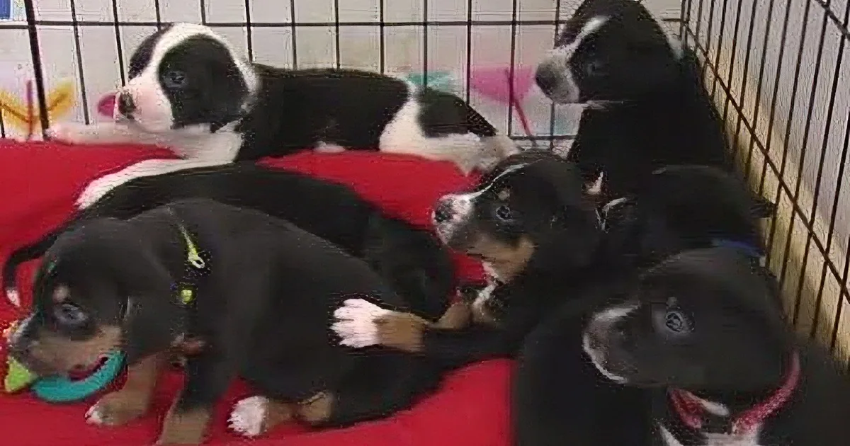 Six adorable black and white puppies are lounging on a red blanket inside a cage.