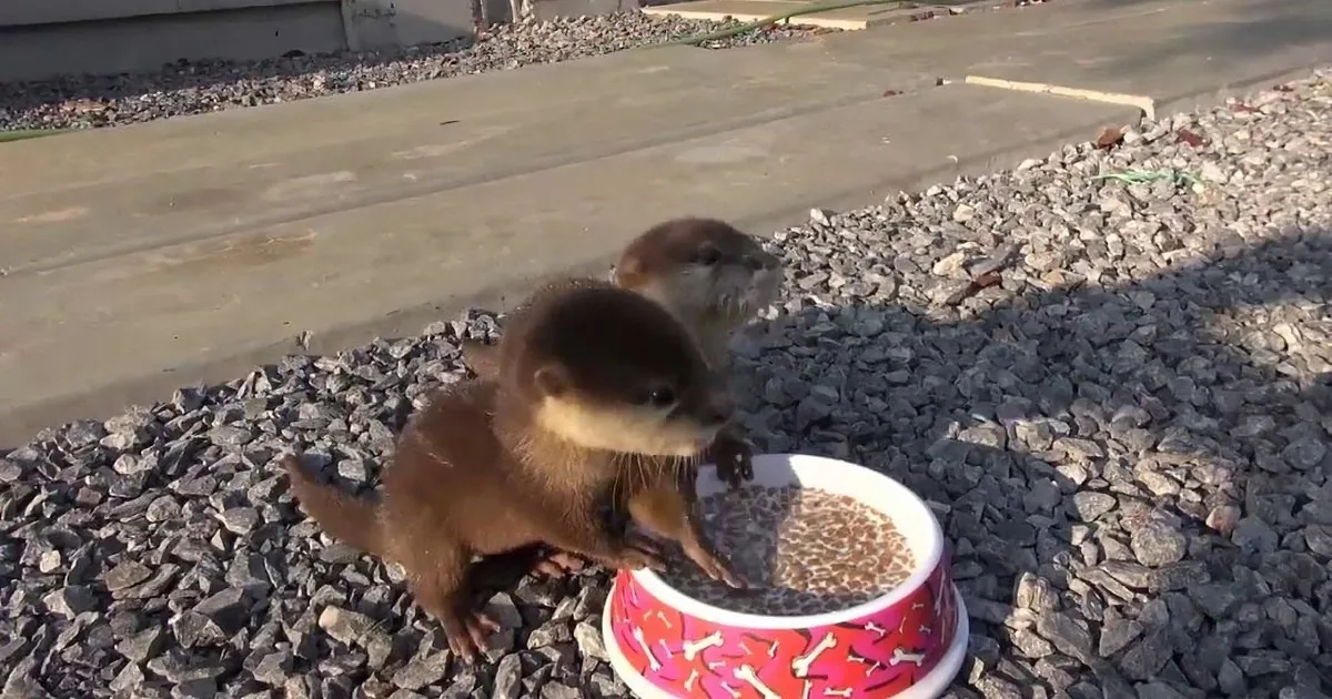 Two otters are eating from a colorful bowl on a gravel surface.