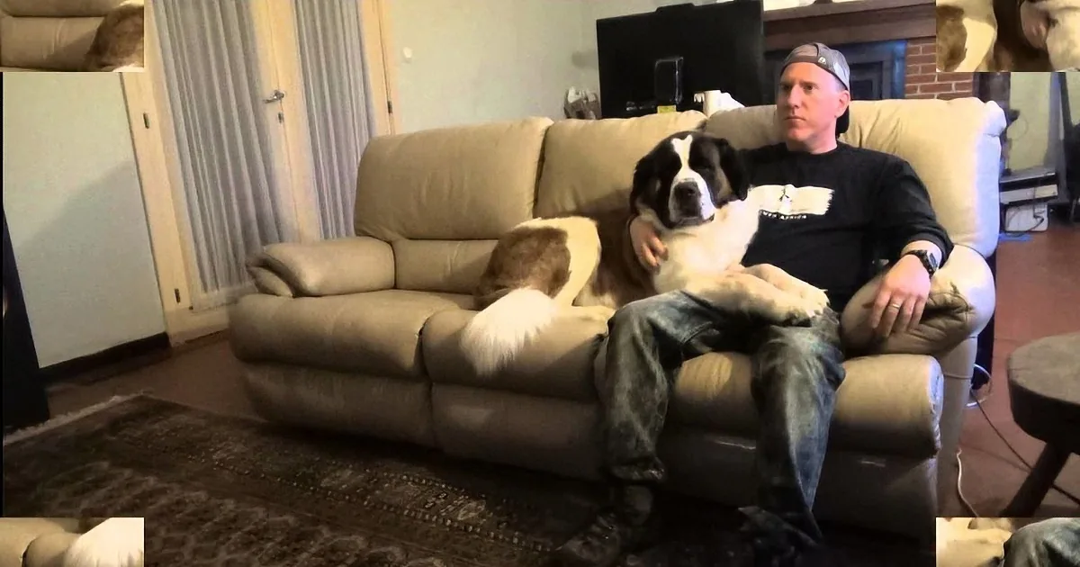 Daddy Sits on the Sofa, Intending to Watch a Movie. His St. Bernard Has Other Plans.