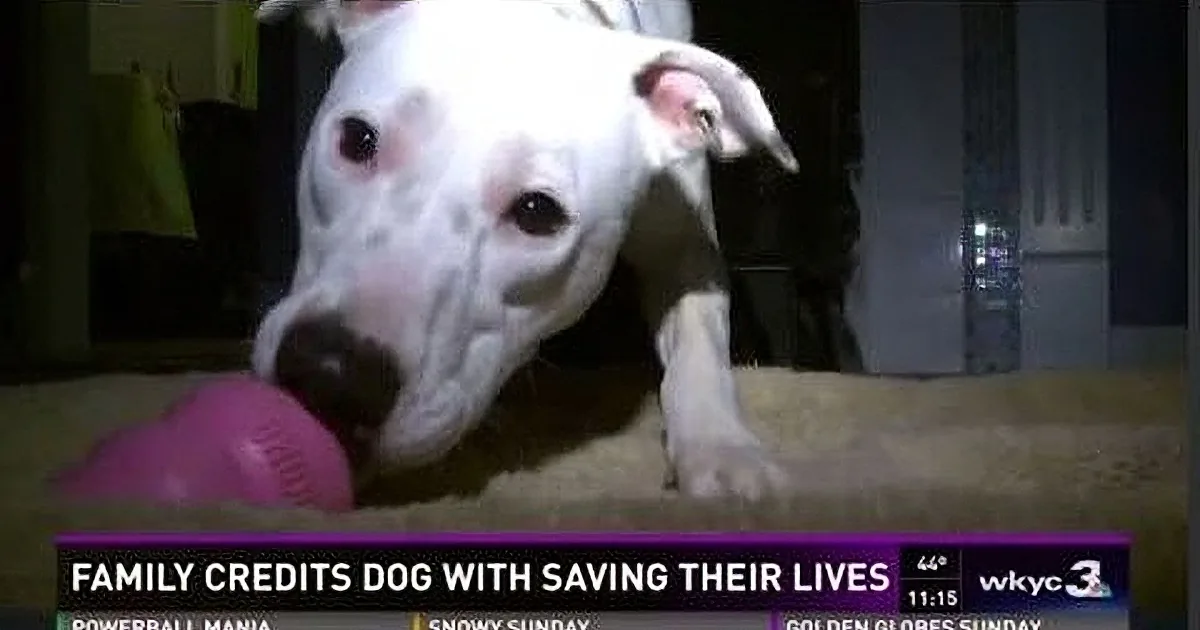 A white dog with a black spot on its face is lying down, holding a pink toy in its mouth.